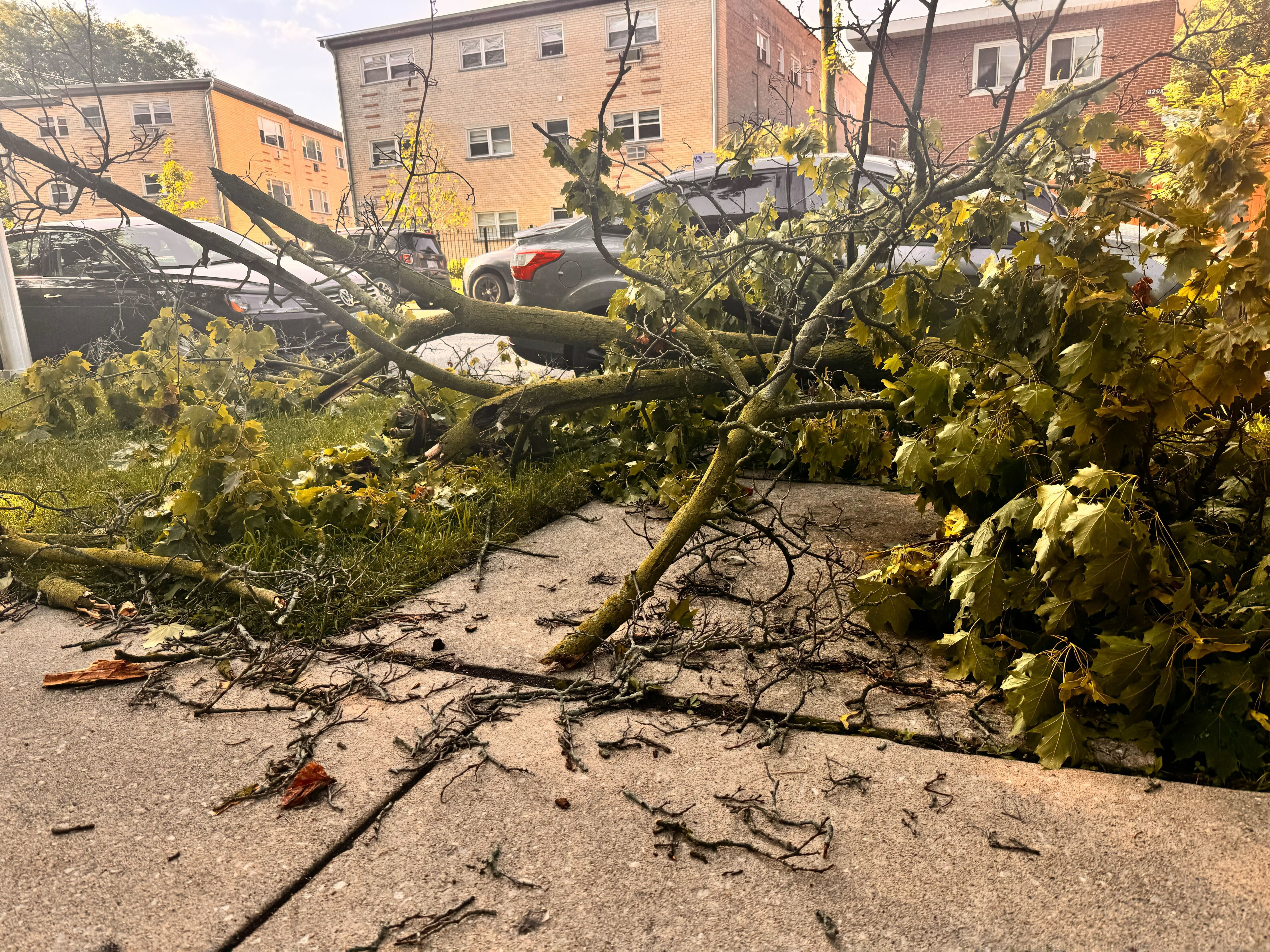Photo of tree limbs on the side of a street 