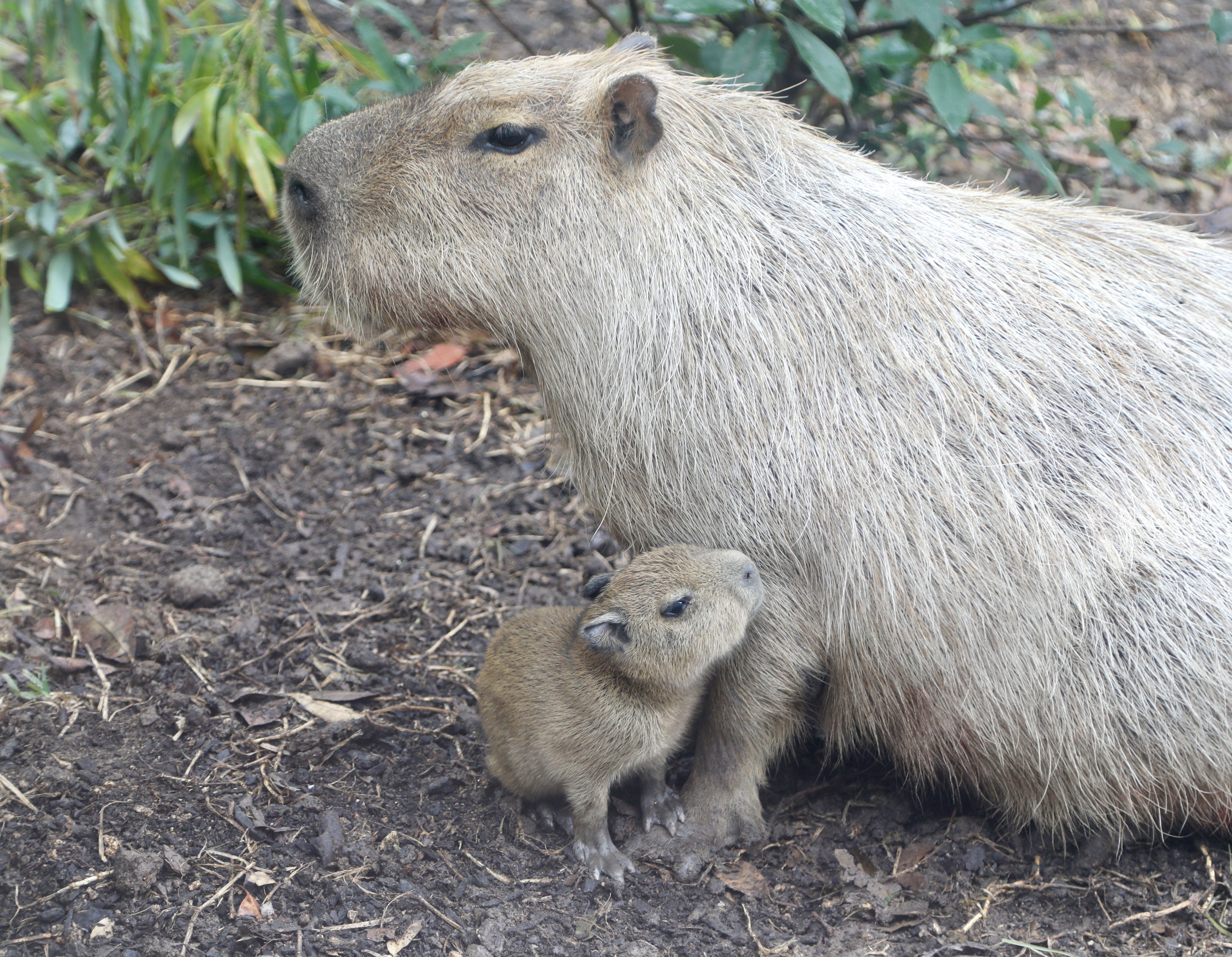 Tupi, the capybara, snuggles up to his mom, Luna.