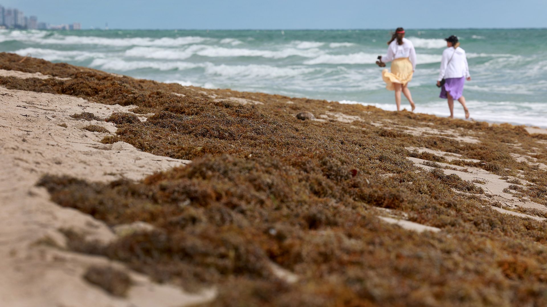 Seaweed on the beach in Ft. Lauderdale, Florida.