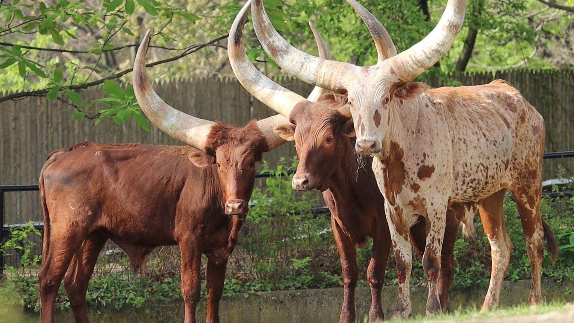 Ankole-Watusi cattle. Photo courtesy of the Philadelphia Zoo