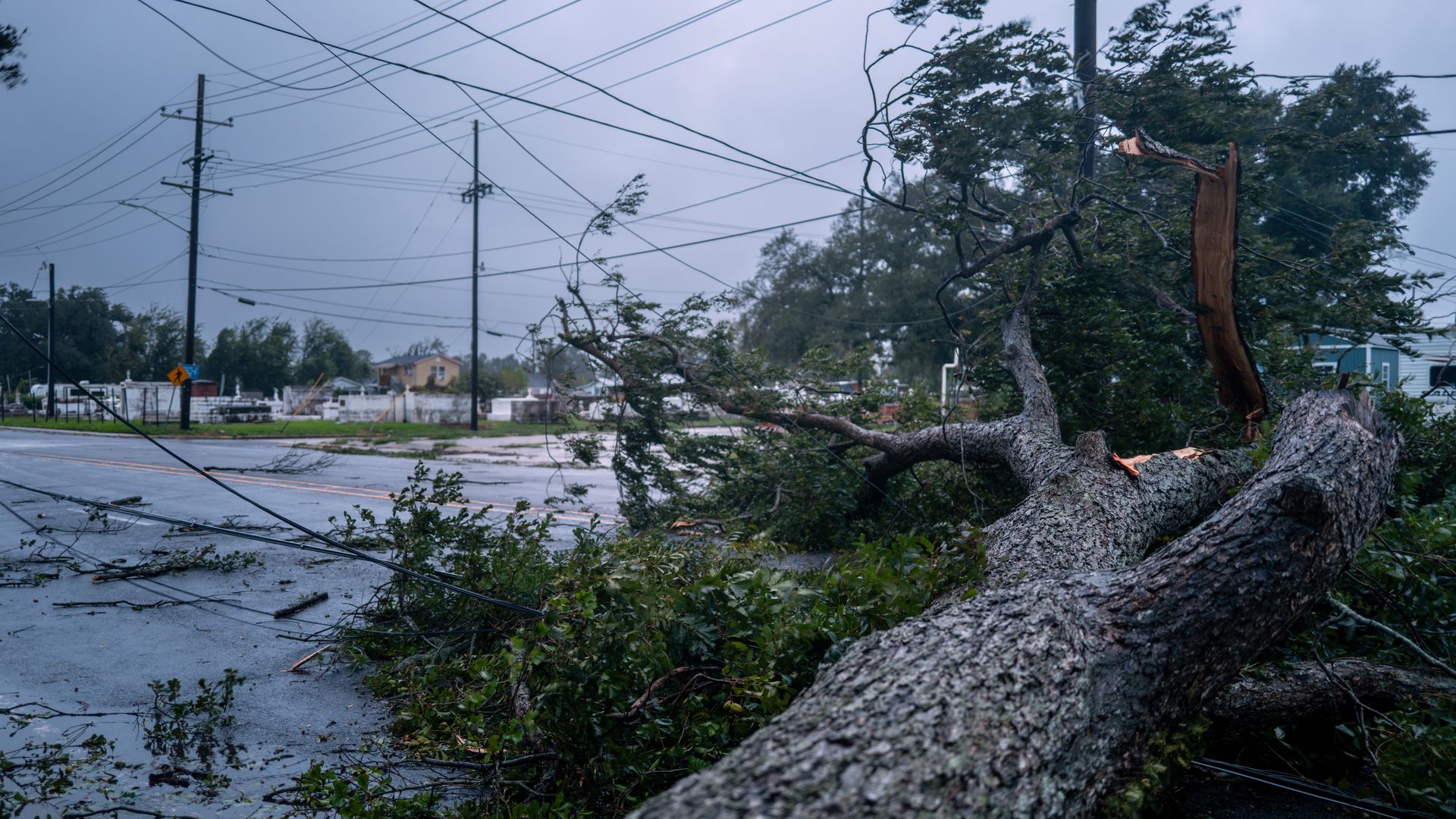 A fallen tree blocks a roadway.