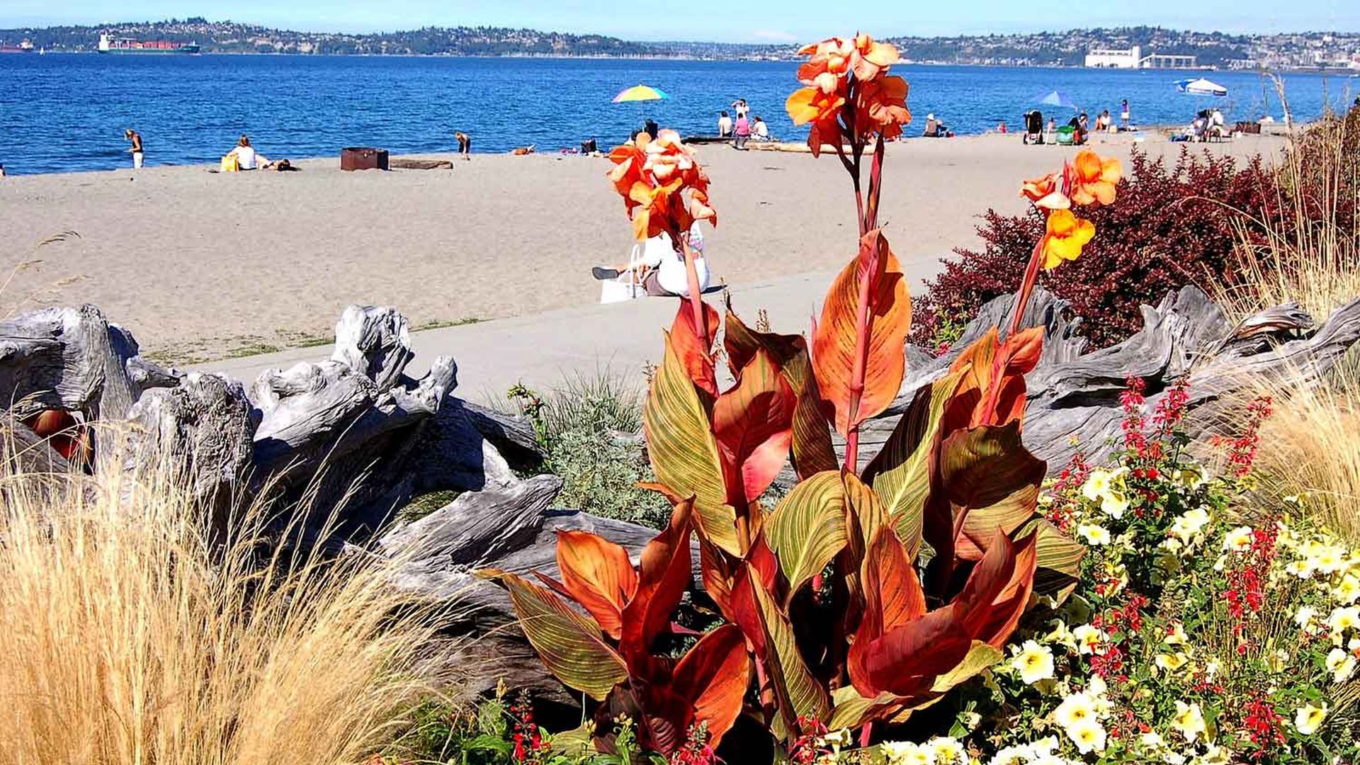 An orange flower blooms in front of Seattle's Alki Beach Park.