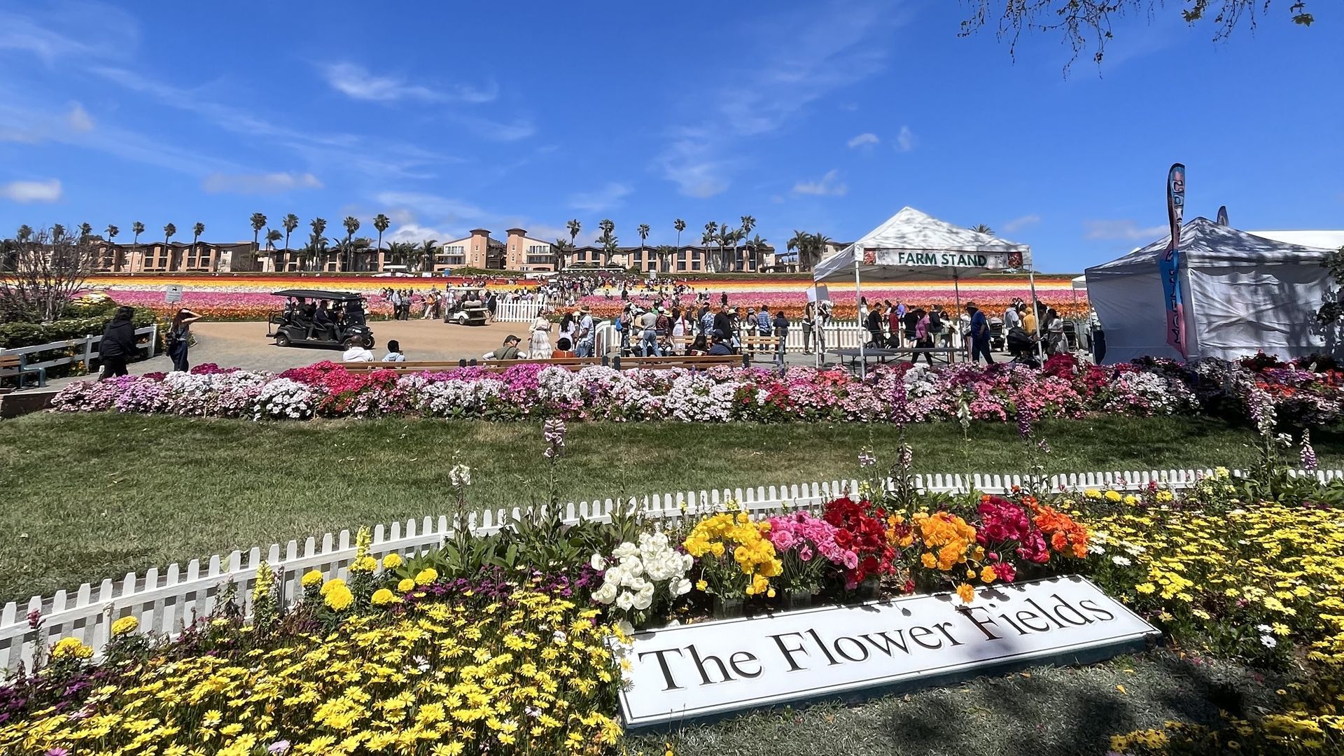Carlsbad flower fields