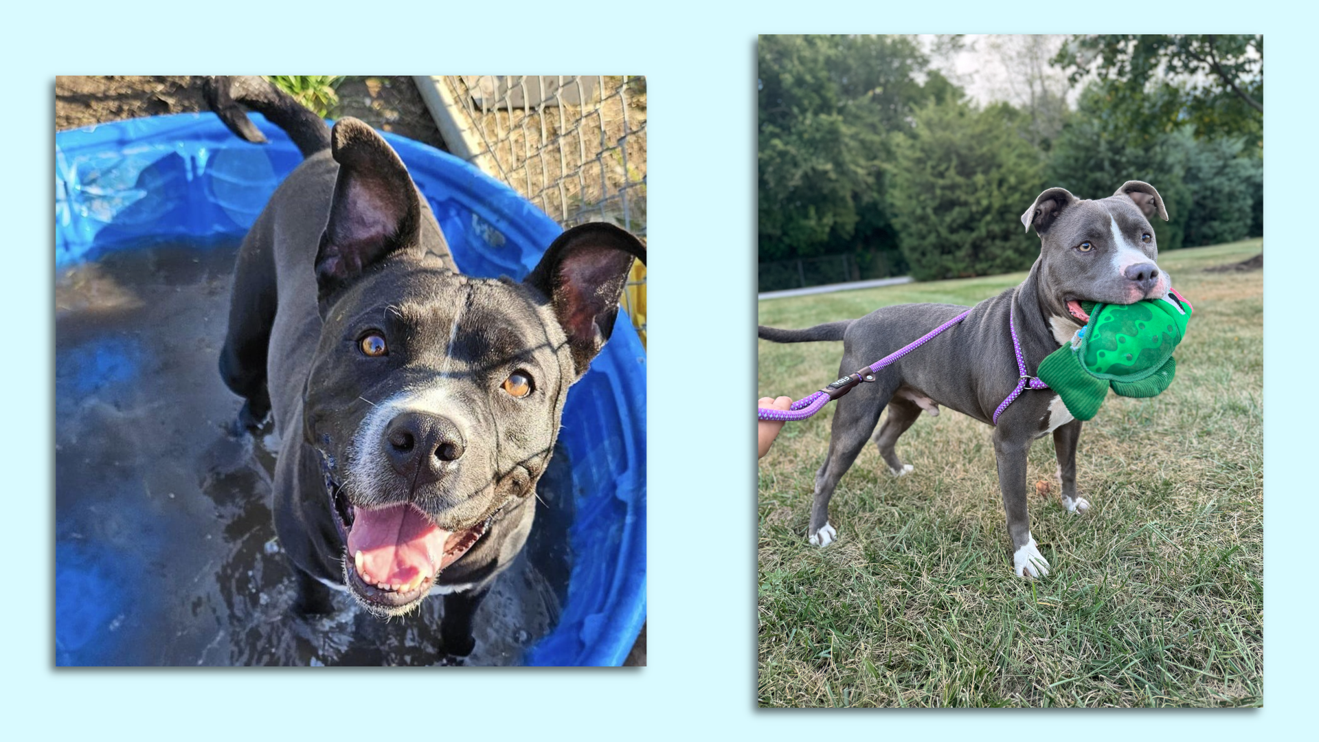Two photos of a cute dog in a pool and with a toy in his mouth.