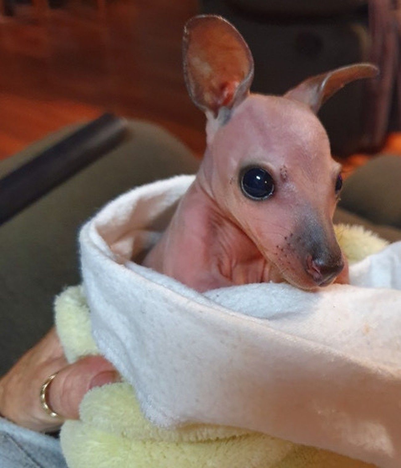 A rescued roo