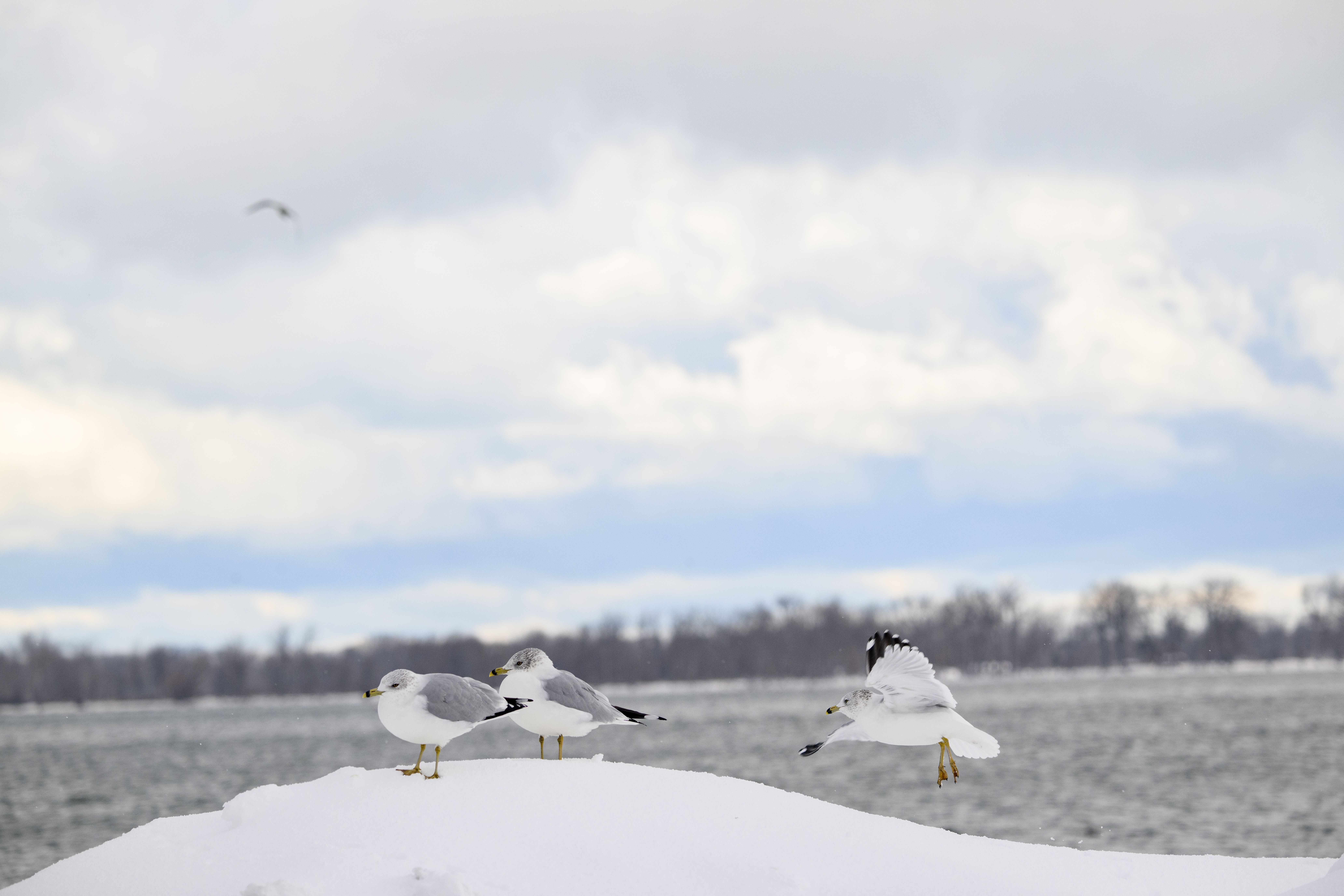 Seagulls stand on snow with water in background