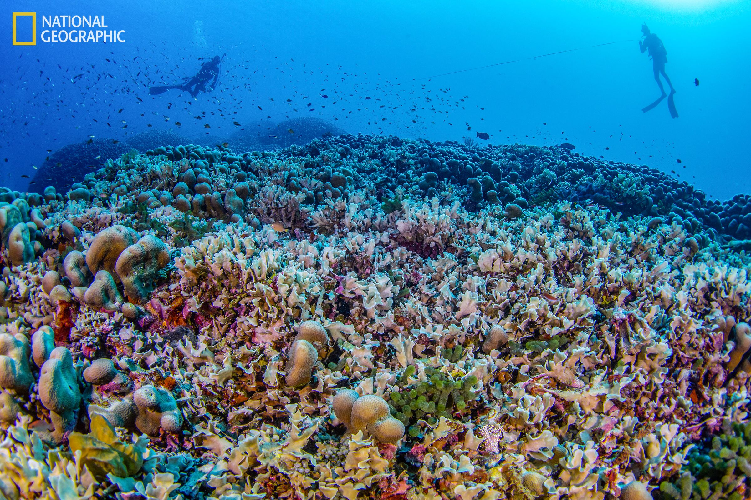 Divers swim among the colorful Pavona clavus coral.