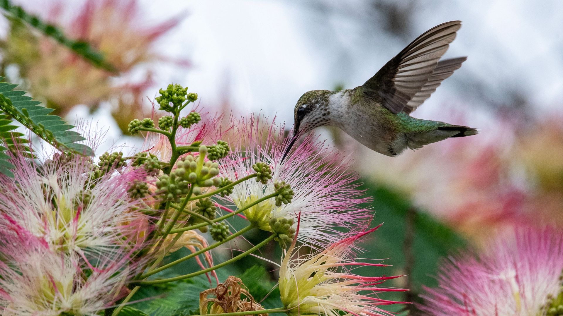 Spring hums to life - Axios Pittsburgh