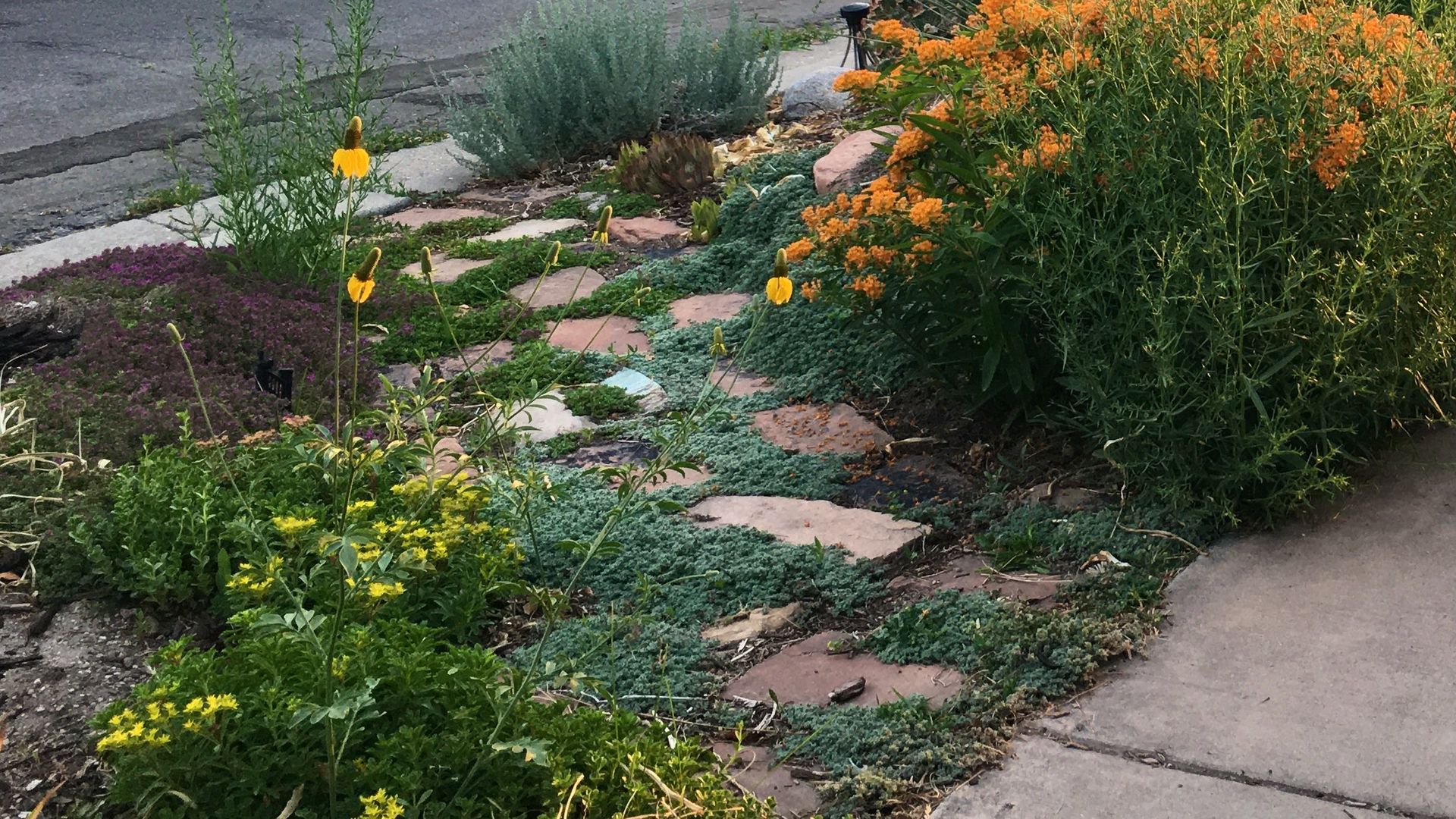 Plants grow around a cobblestone path