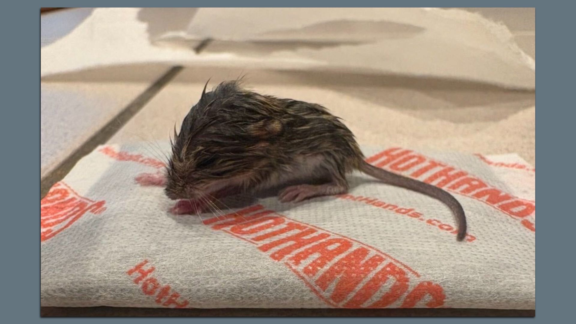 Small, wet newborn rodent with dark fur lies on a white towel with orange lettering; a long pink tail curves to the right.