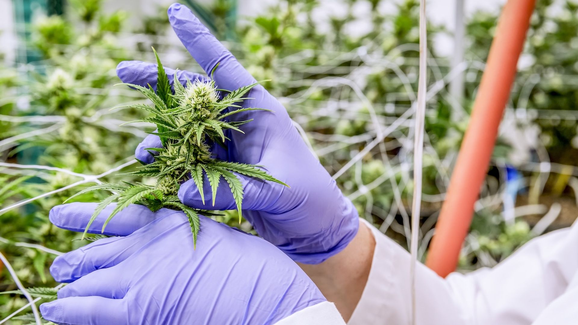 A photo of a person with purple gloves on holding a marijuana flower inside a laboratory grow room. 