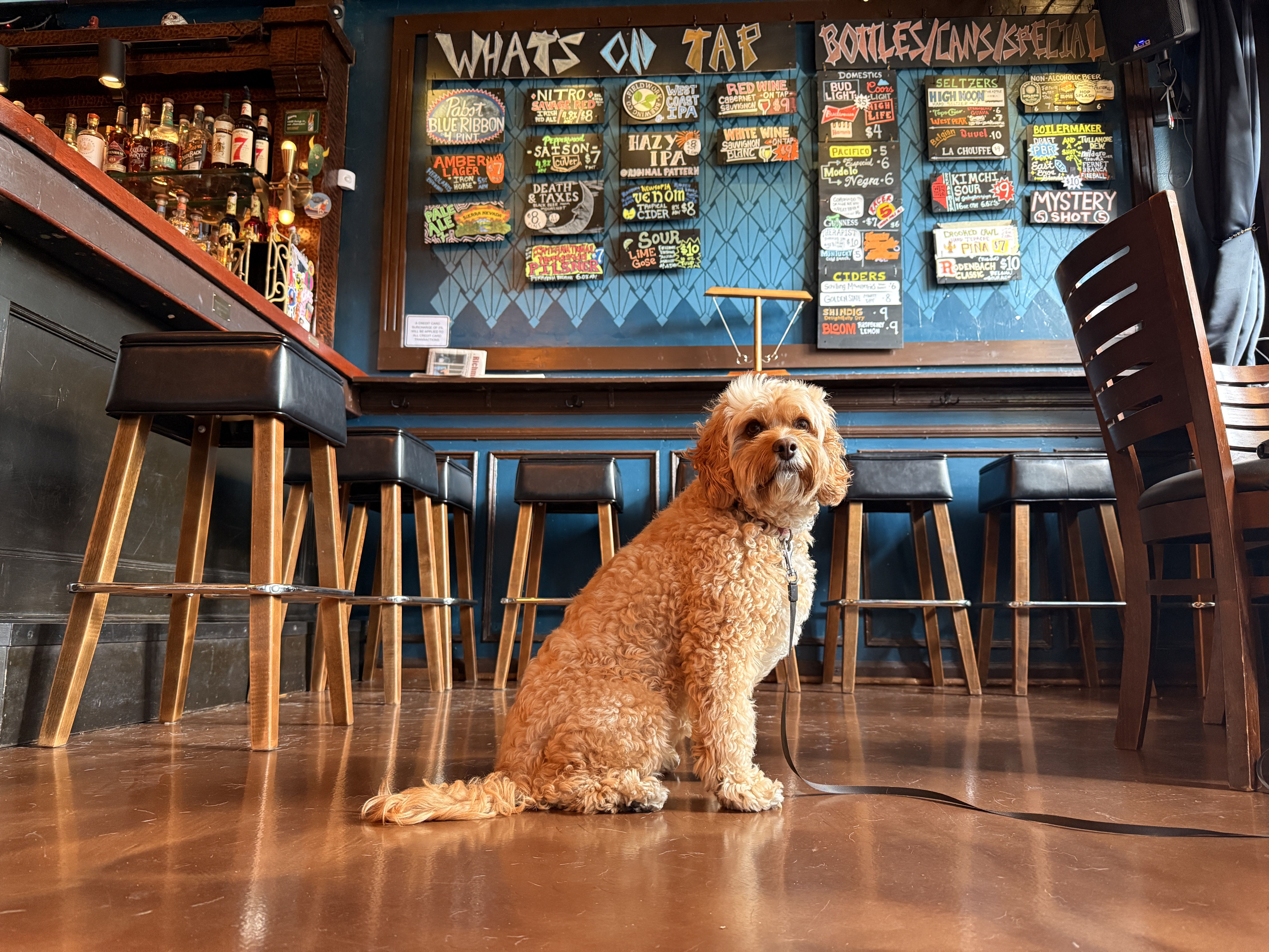 Curly-haired tan dog sitting on polished floor inside bar with high stools and colorful chalkboard menu listing beers and specials on wall.