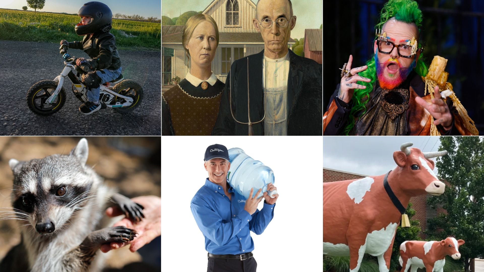Six-photo collage: child on a small motorcycle; stern vintage portrait of a couple; flamboyant person with green hair; raccoon close-up; smiling man with water jug; life-size painted cow statue.