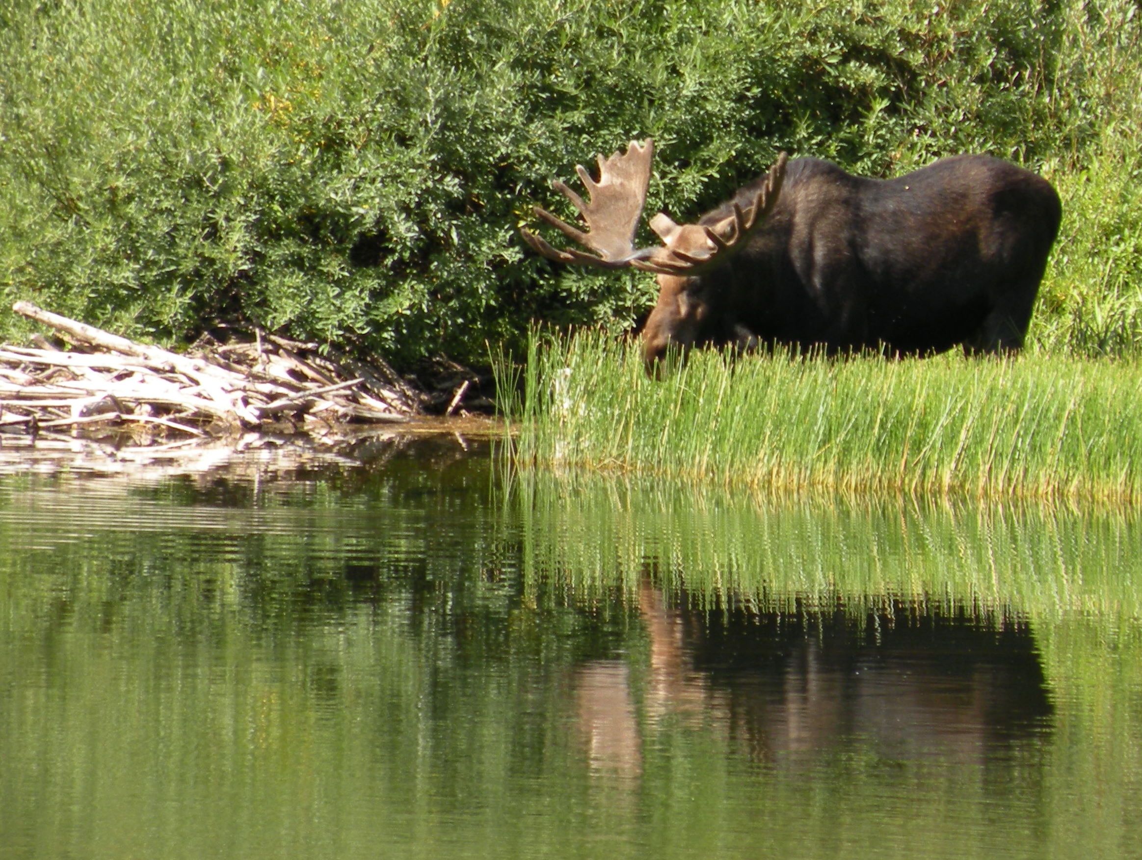 A moose approaches a pond.