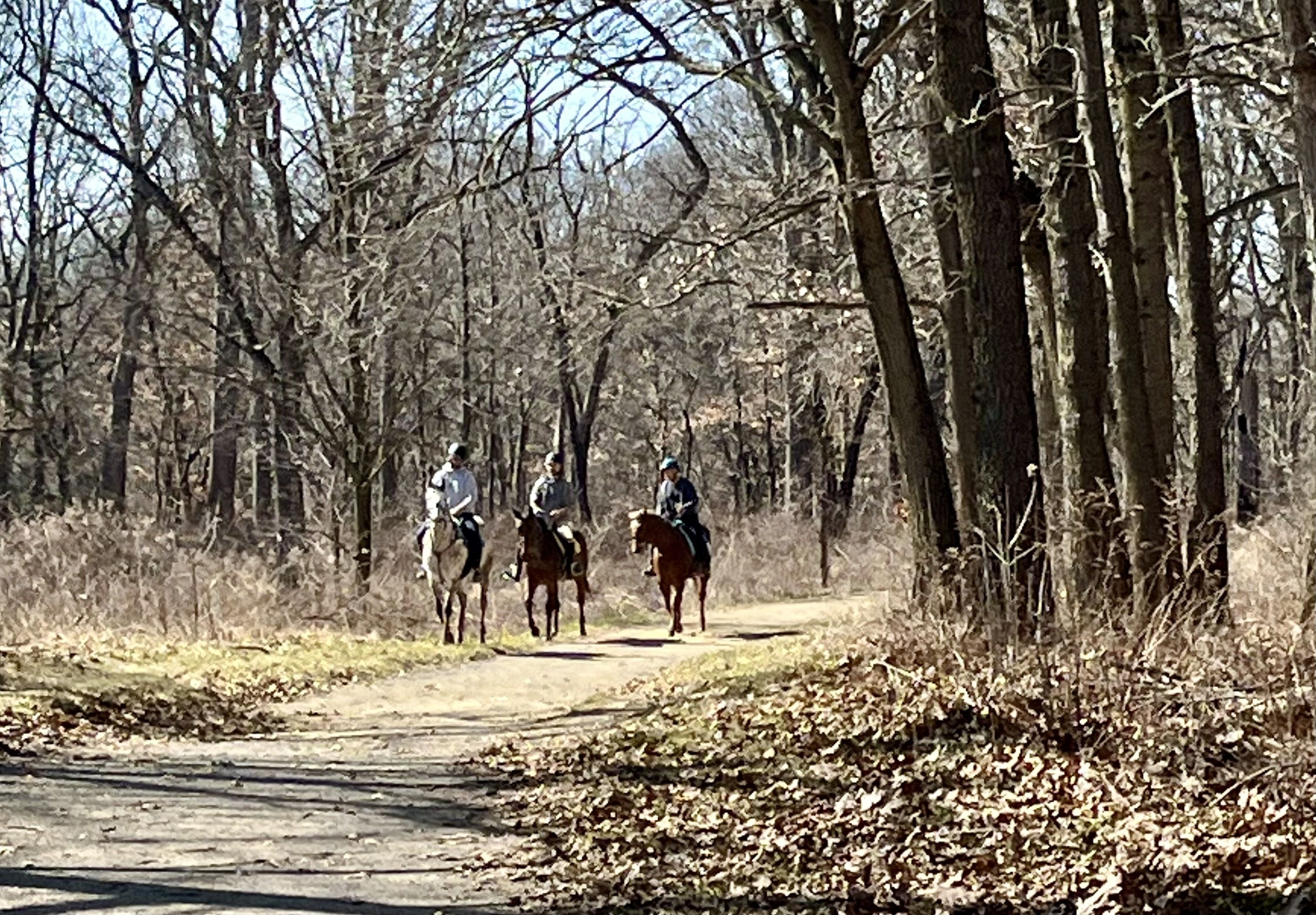 Photo of people on horses in the woods 