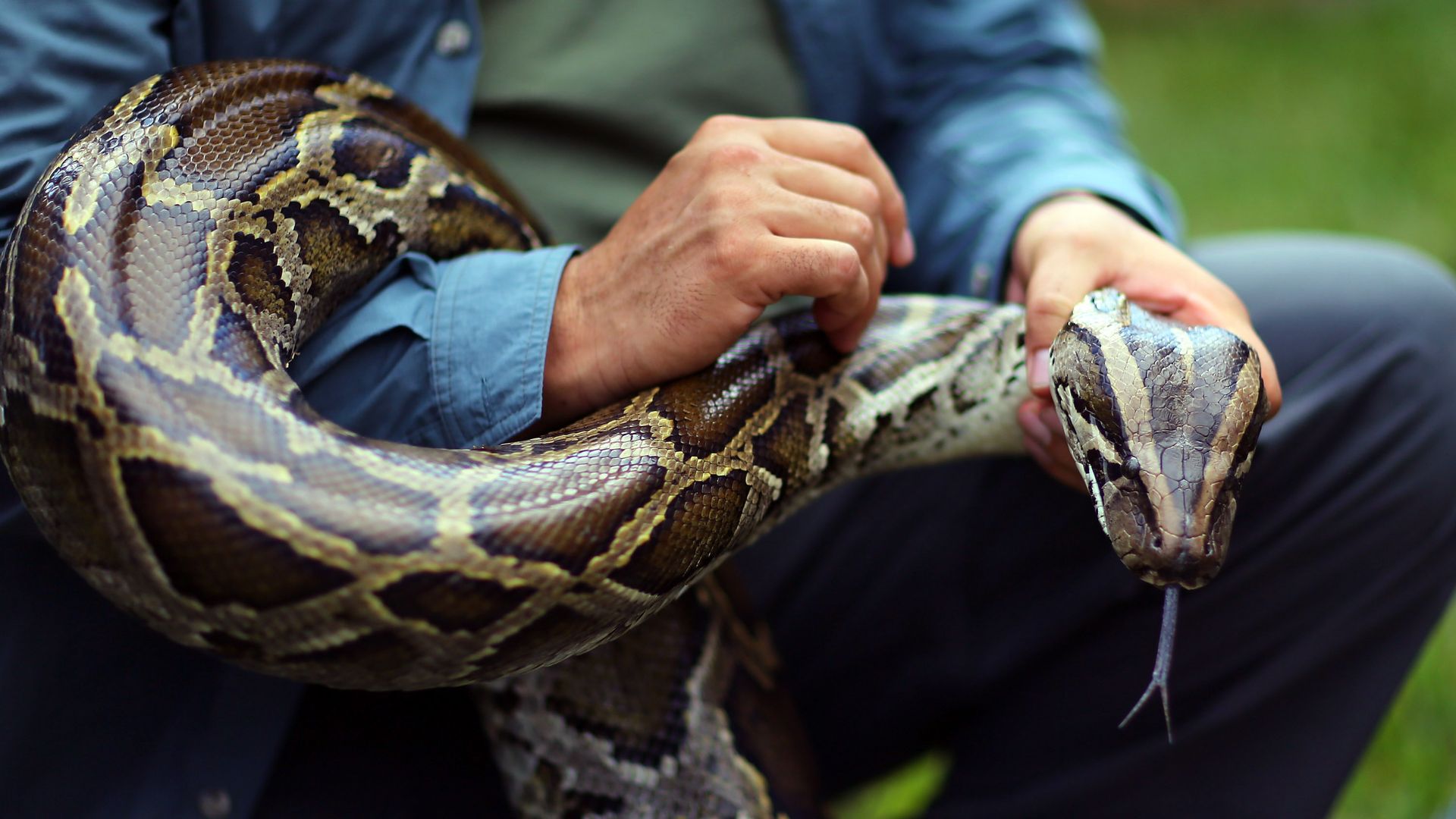  JANUARY 12: A Burmese python is held by Jeff Fobb as he speaks to the media at the registration event and press conference for the start of the 2013 Python Challenge 
