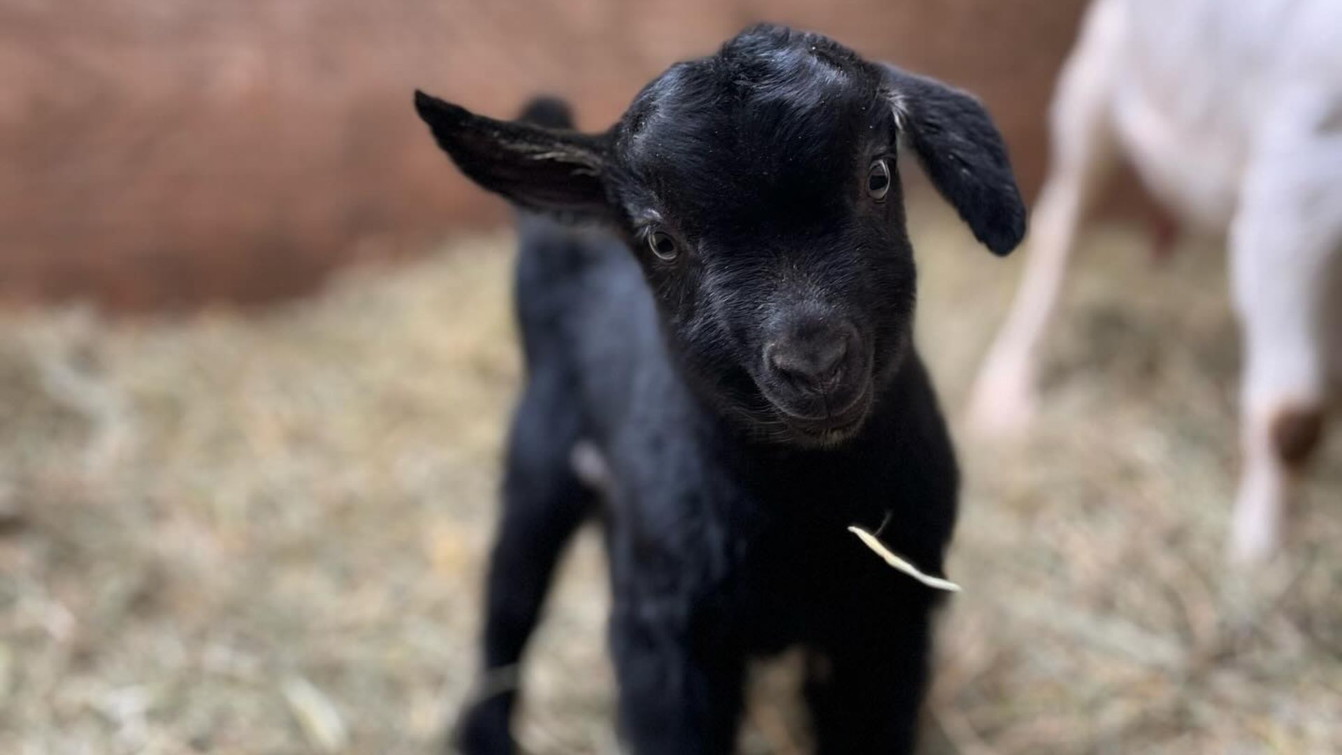 An adorable baby goat 