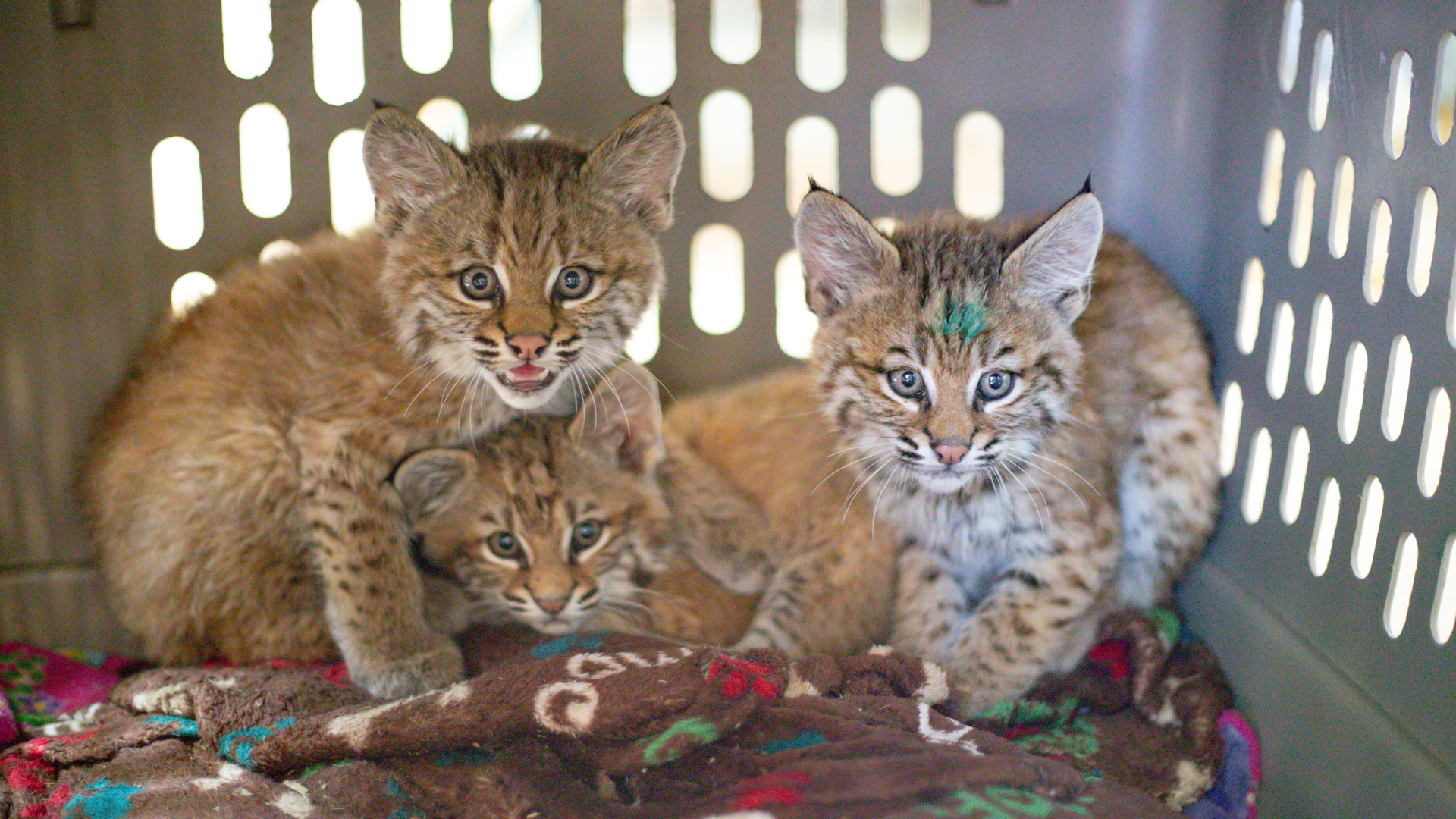 Three orphaned bobcat kittens sit in a cat carrier
