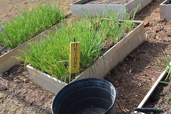 onions-renfrow-farms