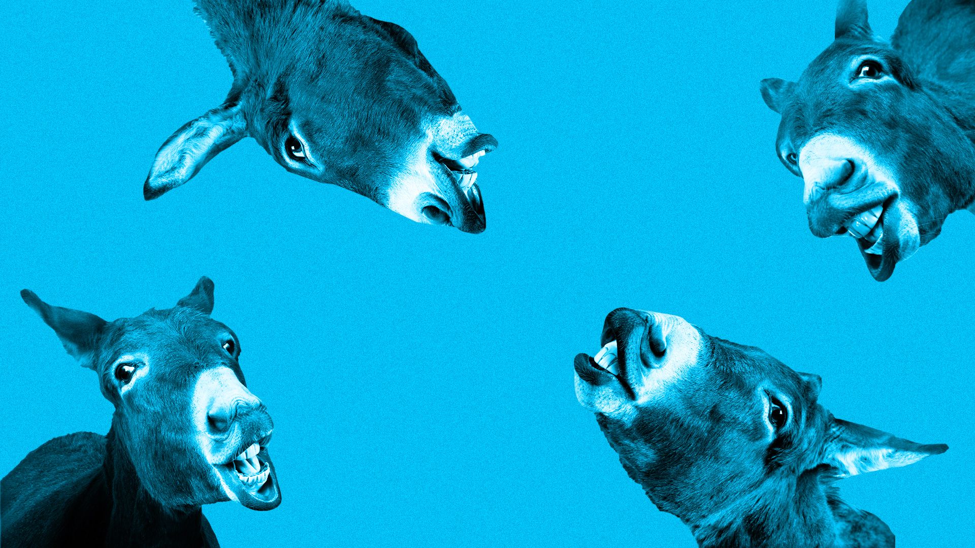 Illustration of several donkeys baring their teeth and braying