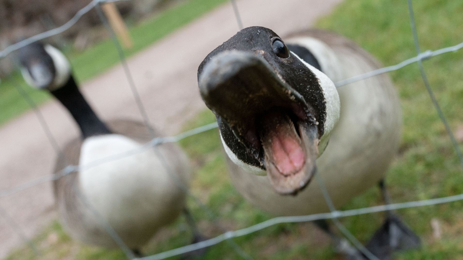 A photo of a goose.
