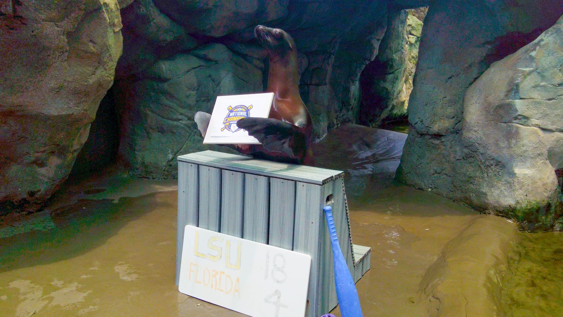 Photo shows a sea lion holding an LSU sign in the habitat at Audubon Zoo in New Orleans