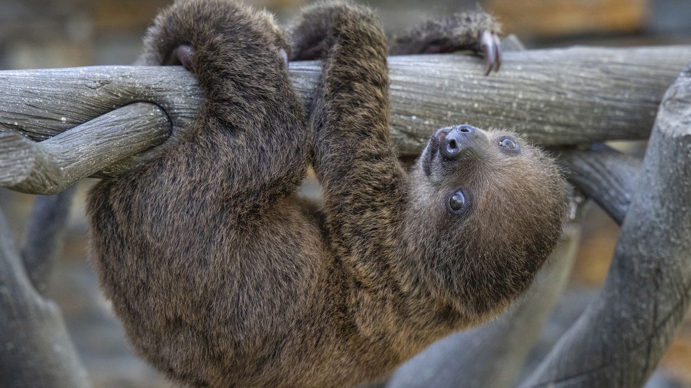 Photos: Cute baby animals at the San Diego Zoo - Axios San Diego