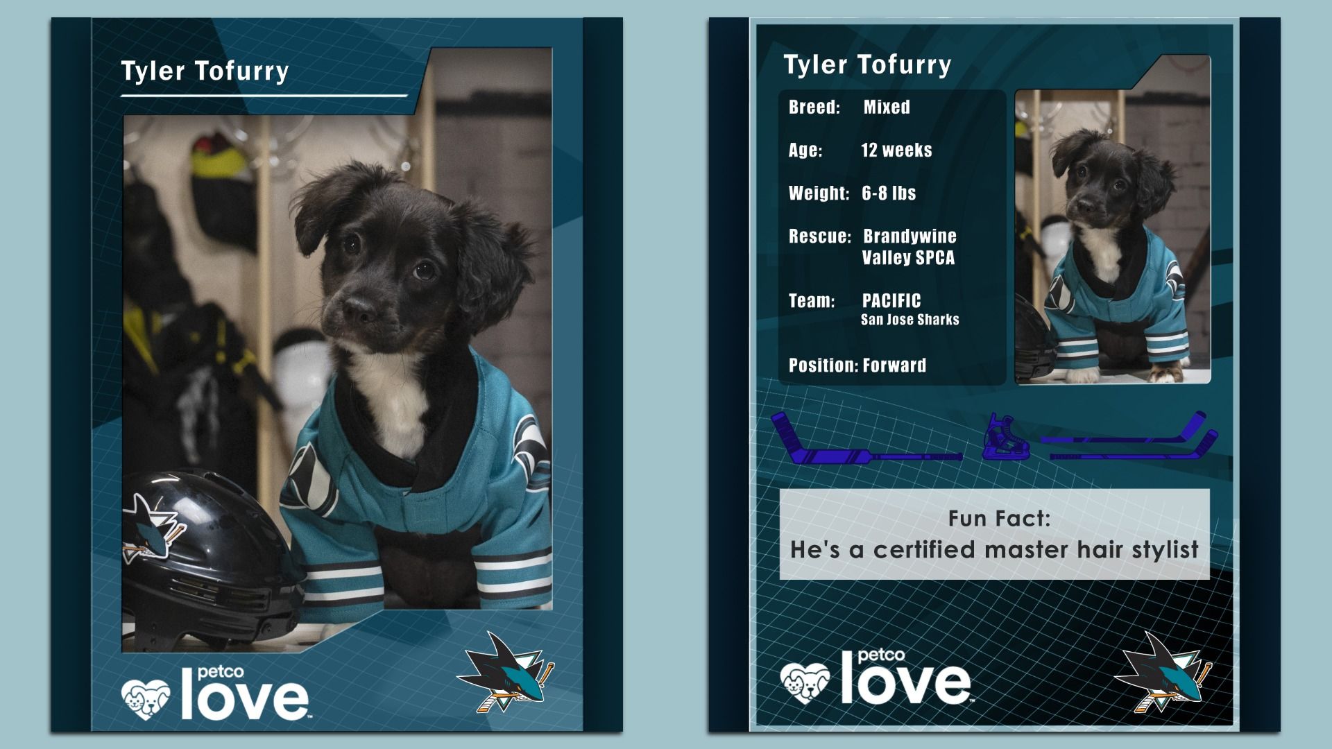 A collage of two hockey playing cards featuring a black pup in a San Jose Sharks uniform