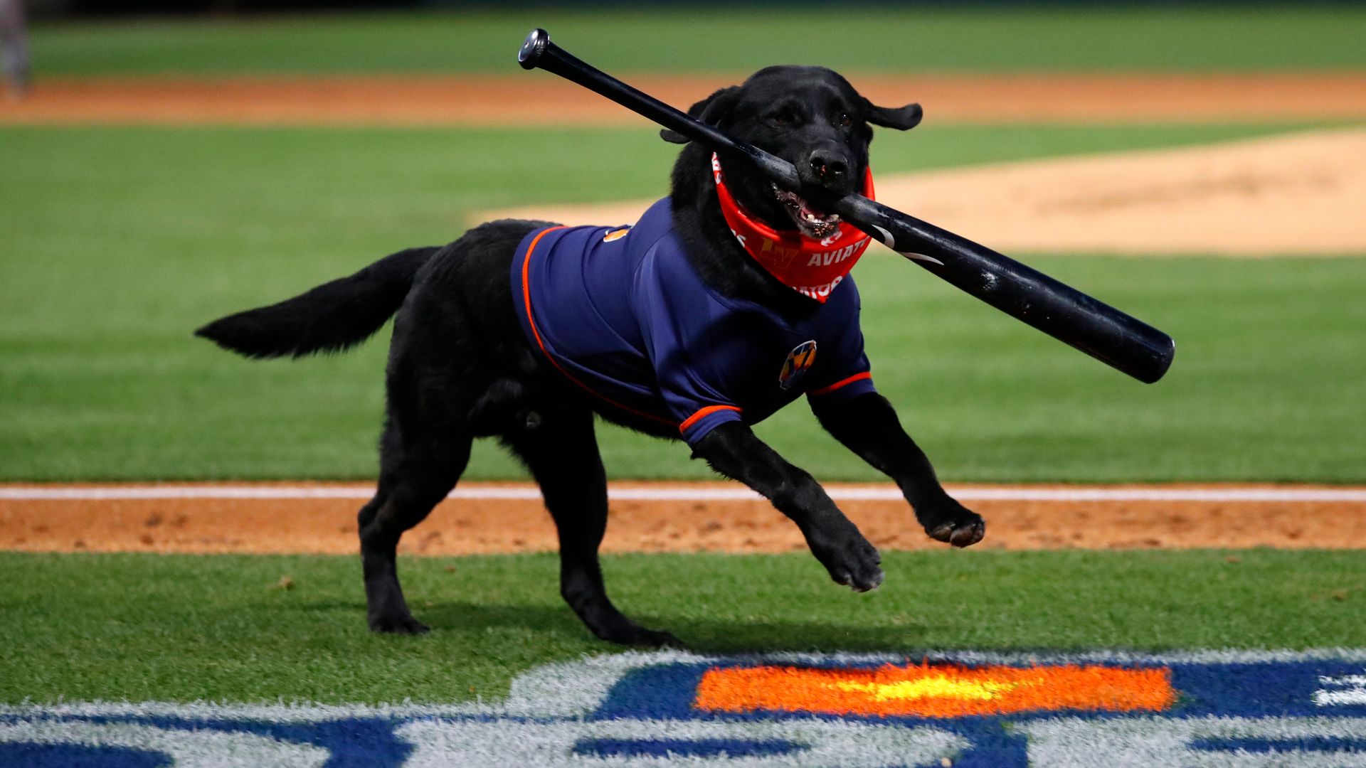 A dog wearing a baseball jersey carries a bat in its mouth on a baseball field. 