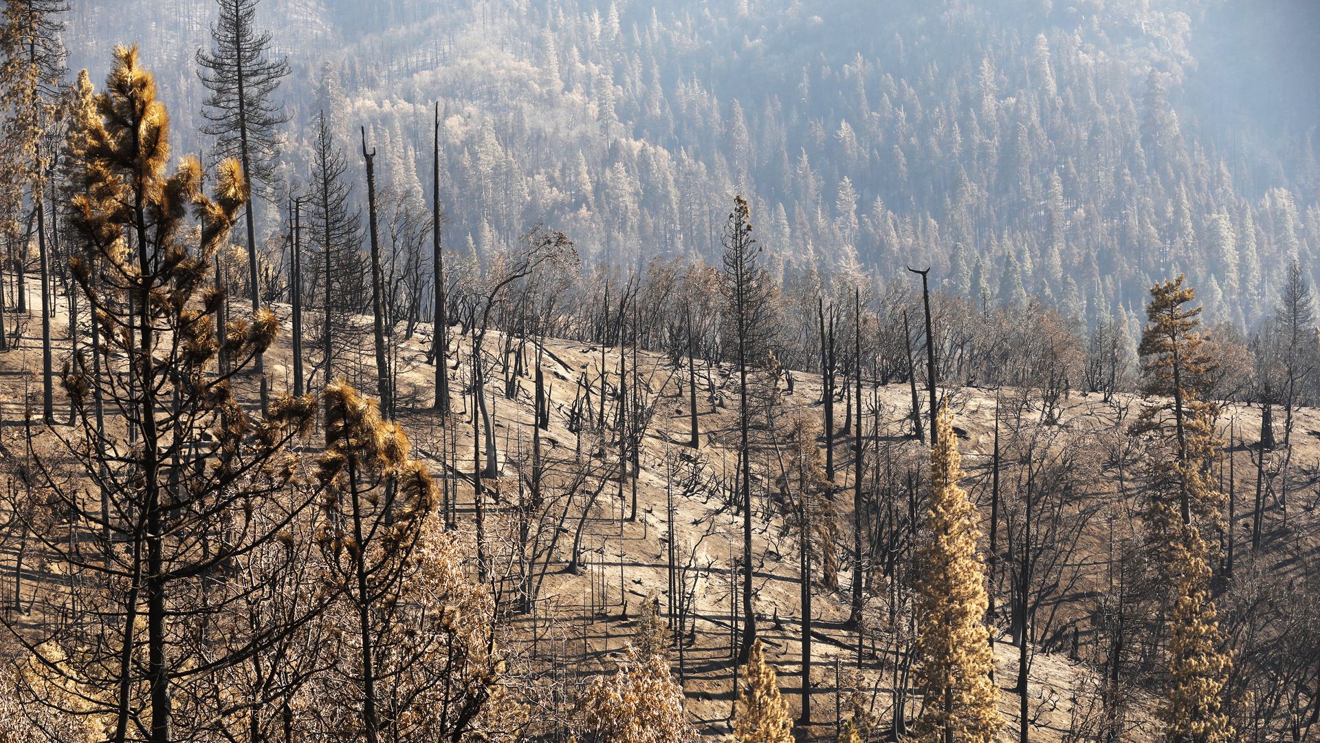 Sparse trees on a hill 