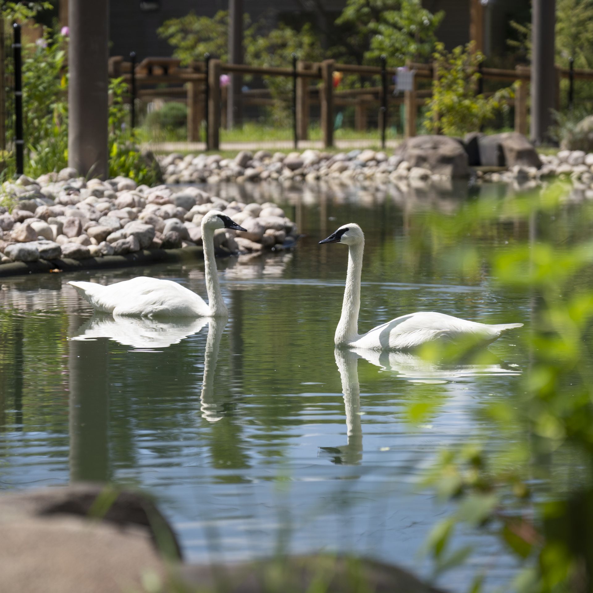 Trumpeter swans at Columbus Zoo prepare to nest after conservation