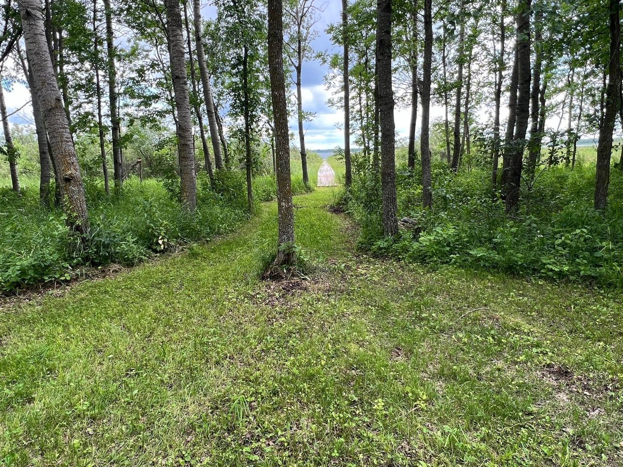 A forest with a dock visible in the horizon.