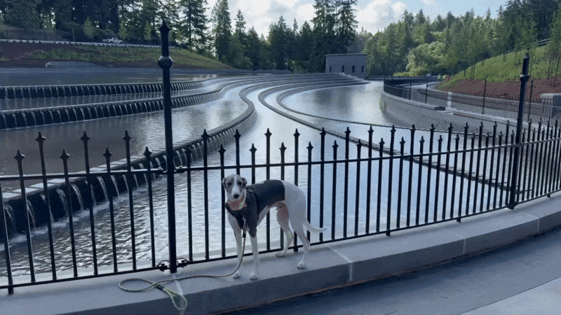 A blue and white whippet  stands on a ledge in front of a fenced water reservoir with tiered spillways, surrounded by trees and greenery on a partly cloudy day.