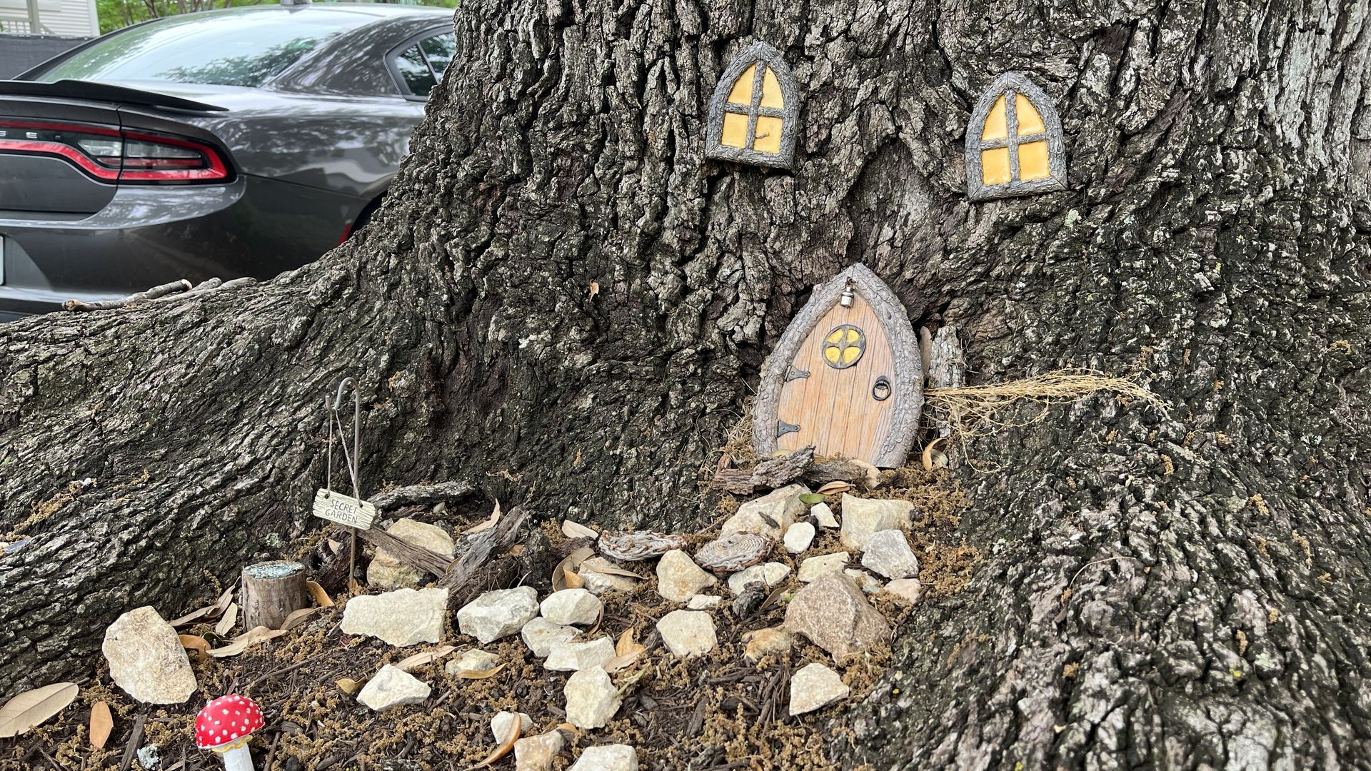 The base of a live oak tree in South Austin.