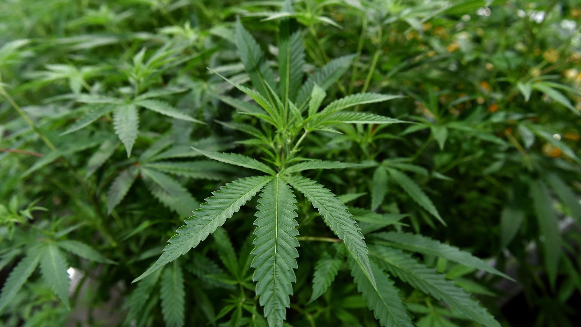 Image of a weed plant.
