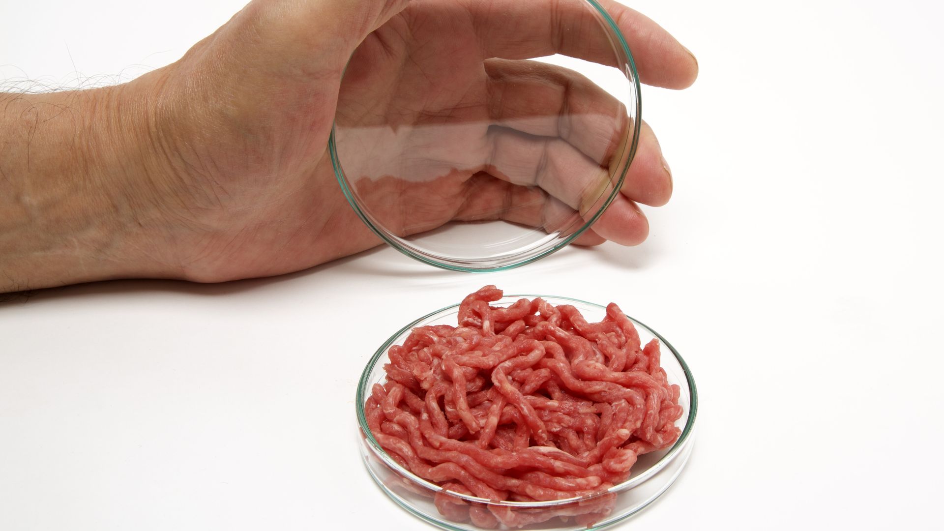 Ground beef in a petri dish