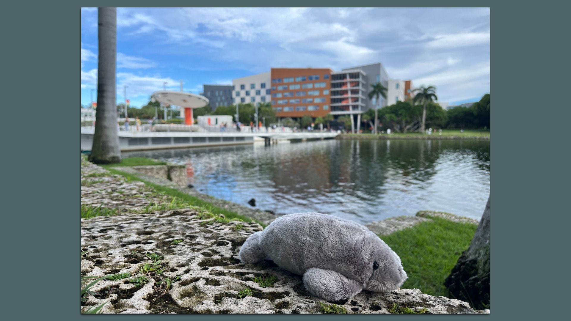 Gray plush manatee toy on rocky grass by a lake, with modern buildings and palm trees in the background under a partly cloudy sky.