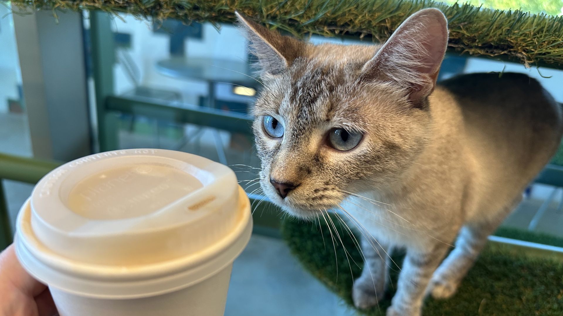 photo of cat and coffee