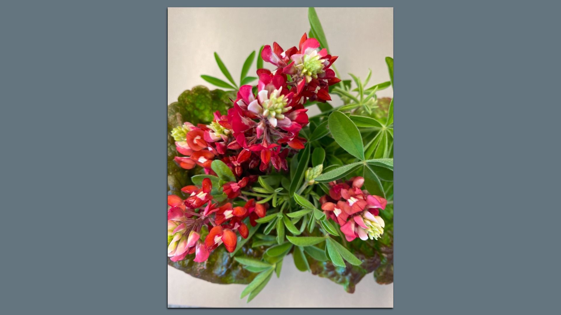 Maroon flowers in a bouquet with a white background