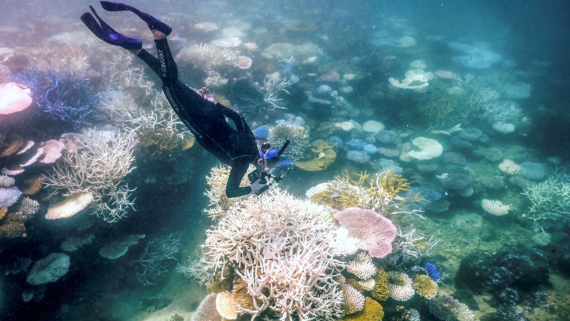 In this underwater photo taken on April 5, 2024, marine biologist Anne Hoggett snorkels to inspect and record bleached and dead coral around Lizard Island on the Great Barrier Reef, located 270 kilometres (167 miles) north of the city of Cairns earlier this month.