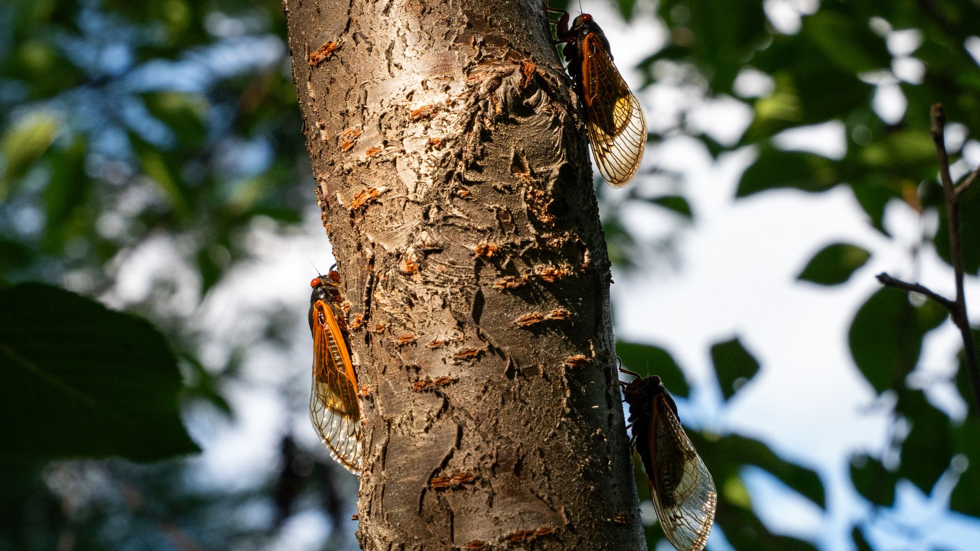 Adult 'Brood XIX' cicadas are seen on a tree in Nashville, Tennessee, on May 21, 2024.