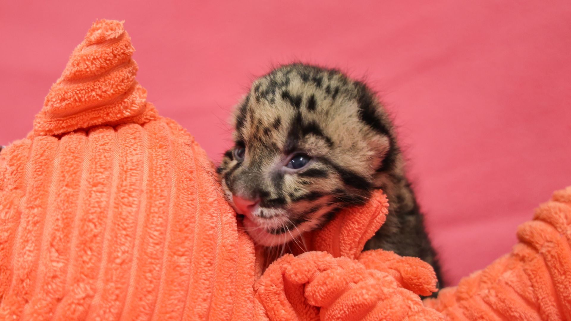 Close-up of a small, spotted baby clouded leopard cuddling an orange textured towel against a pink background.