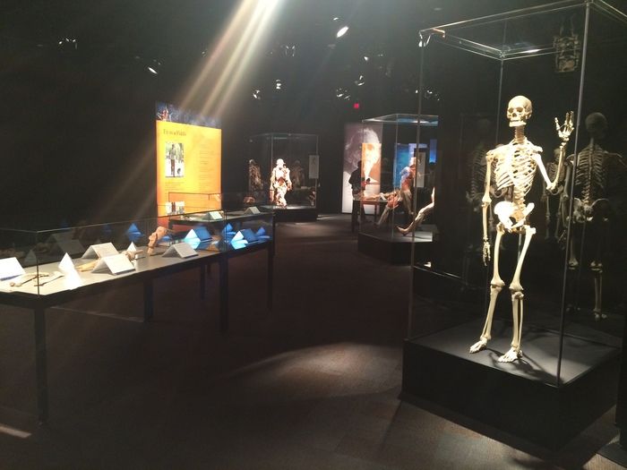 Body Worlds Charlotte