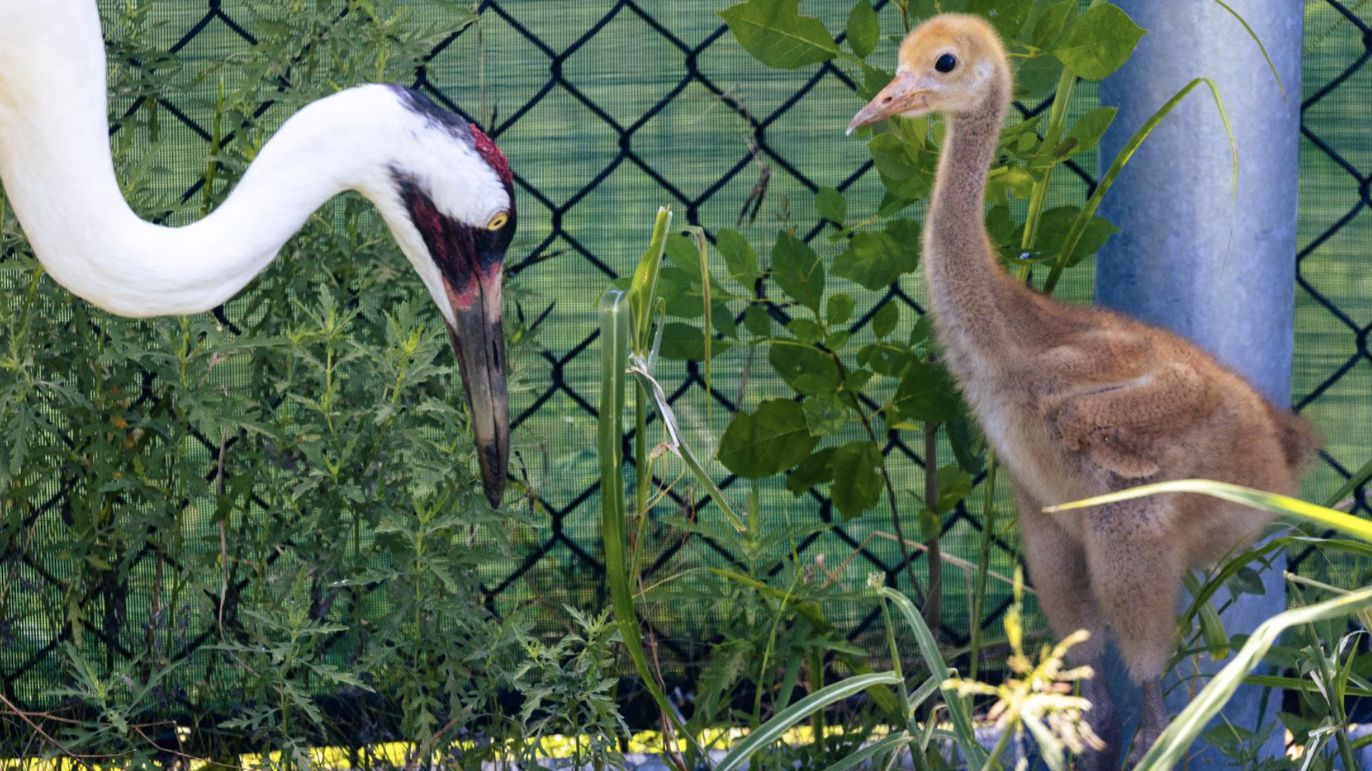 A baby whooping crane
