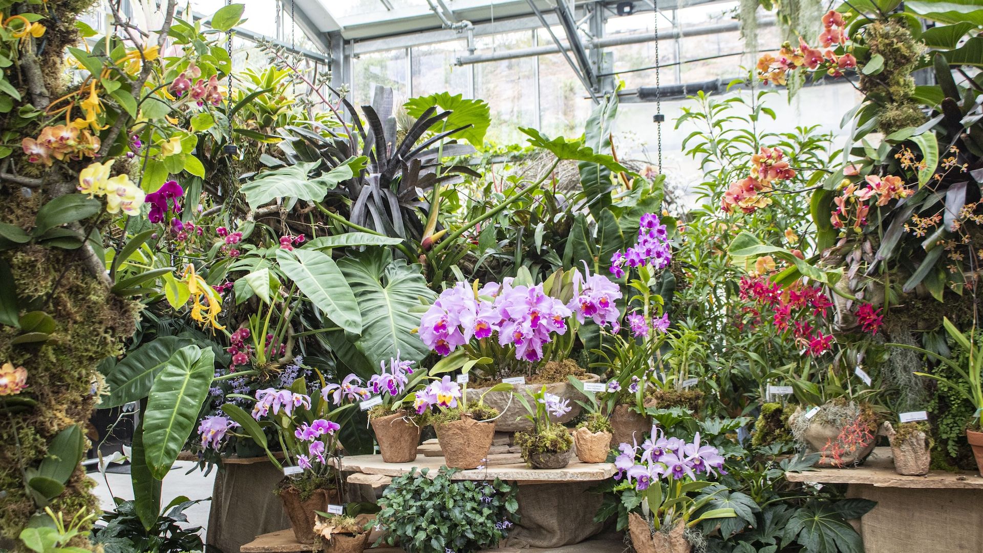 Bright, colorful orchids and other plants in a greenhouse as part of an exhibition. 
