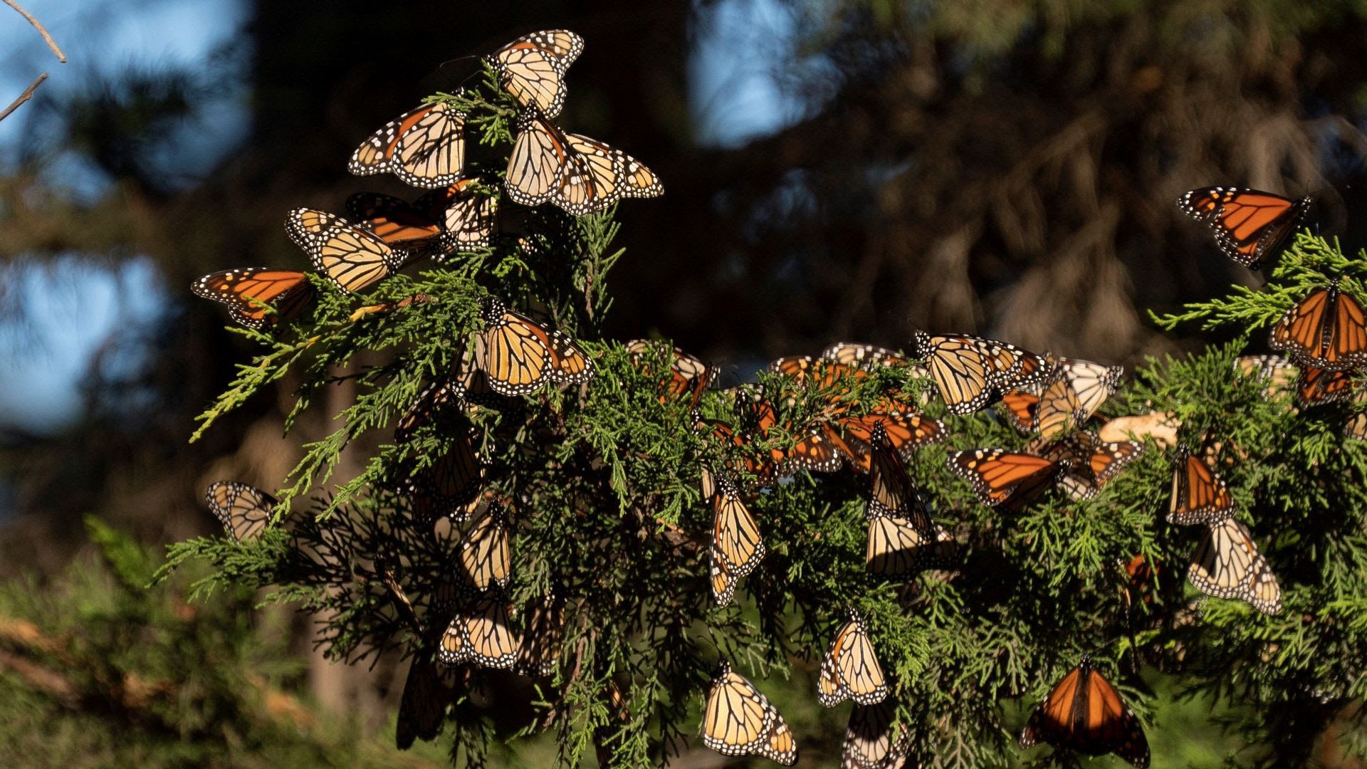 A group of butterflies nestle on a plant. 