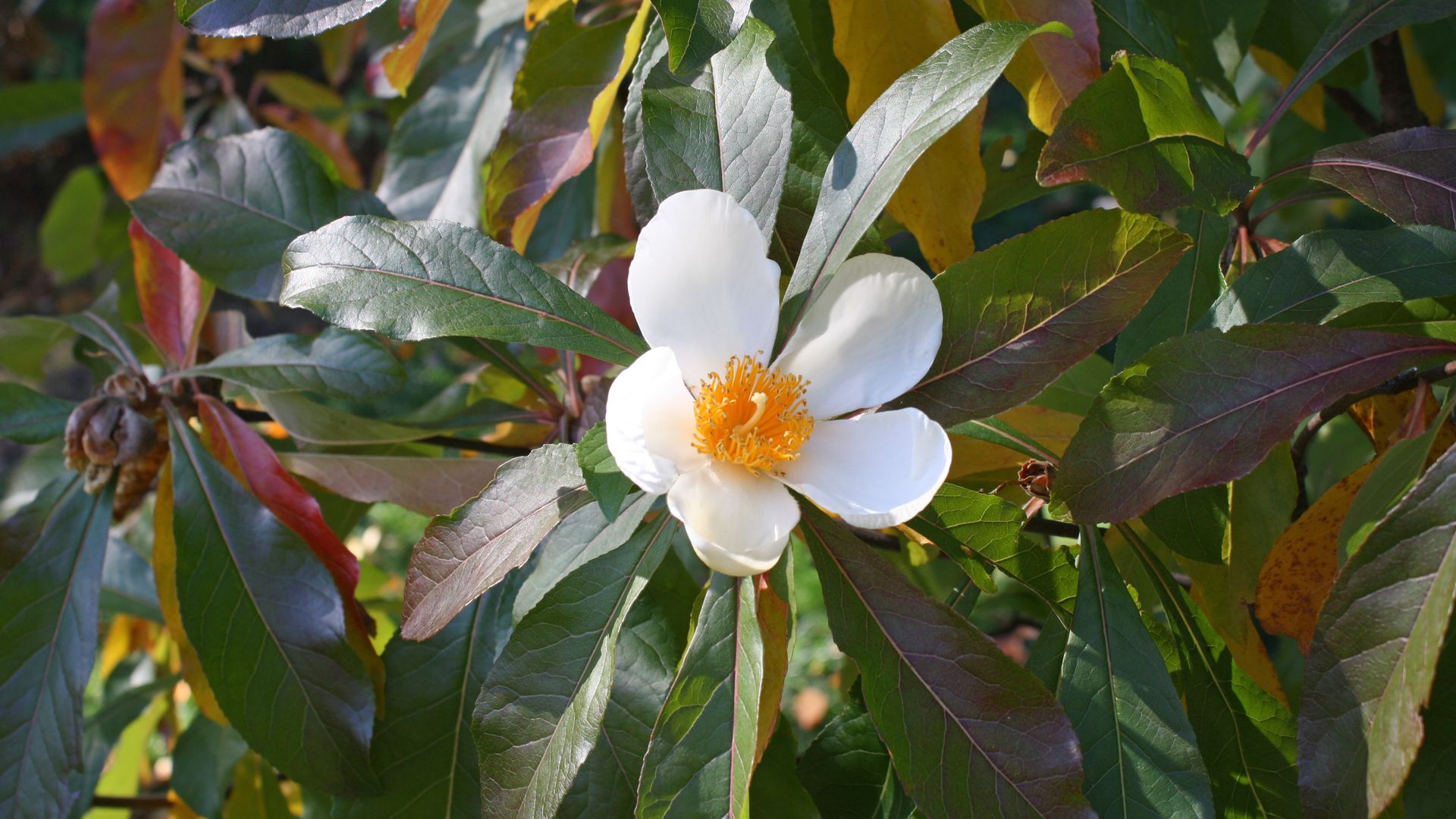 A flower from a Franklin tree