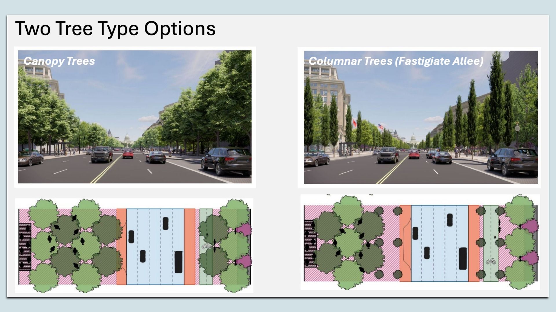 Slide titled "Two Tree Type Options" shows two street designs: left with Canopy Trees along a city avenue and a planting plan; right with Columnar Trees (Fastigiate Allee) and a matching plan.