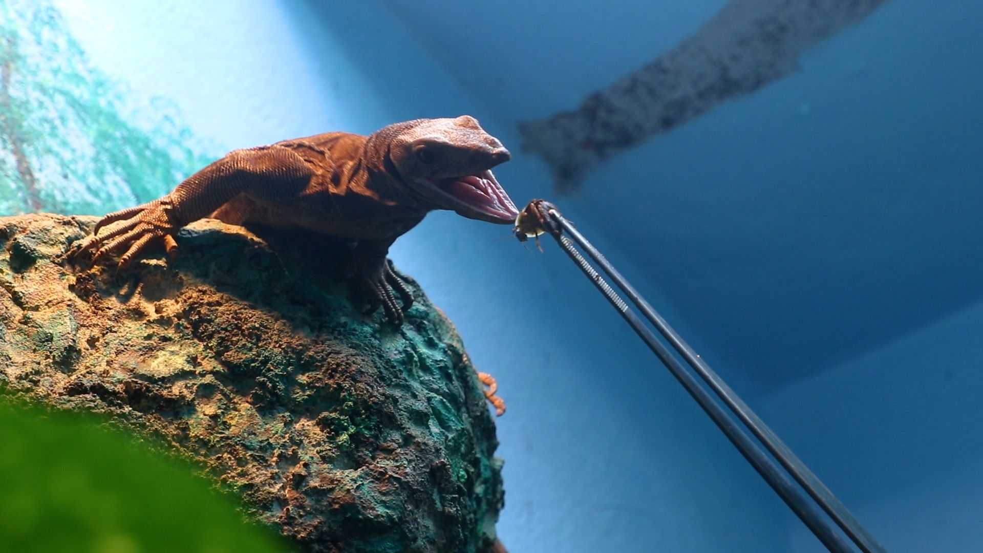 A lizard eats a roach handed to it on a stick.