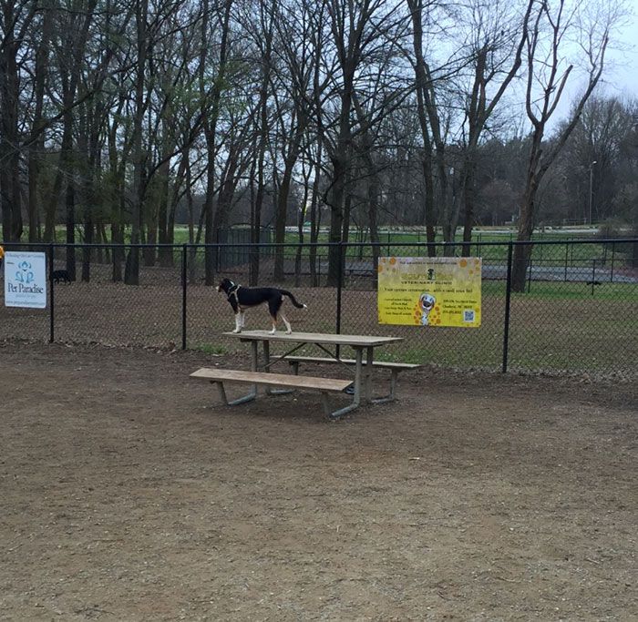 dog on picnic table